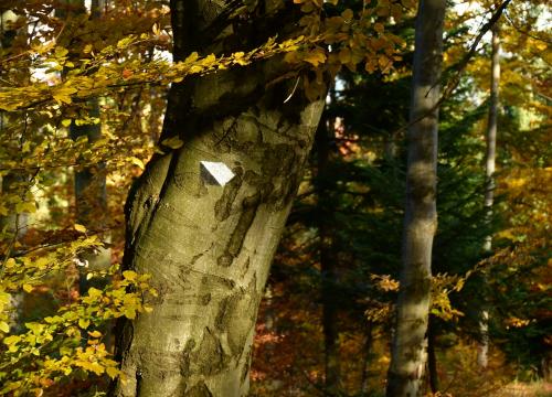 Miejski szlak spacerowy na Jaworzynę 